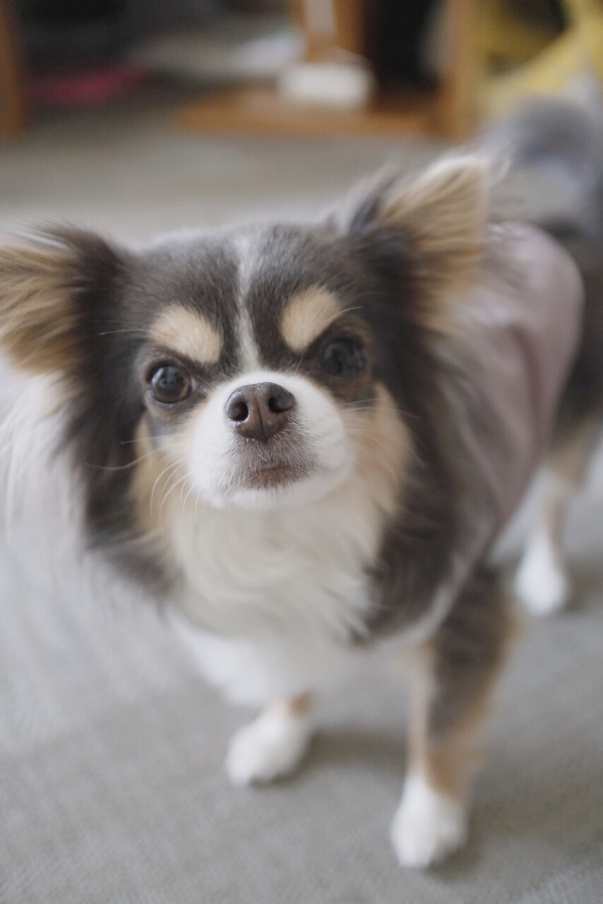 犬 犬の個性による嬉しい時の表現力の違い たかシェフのおうちごはん と 白い犬 と チワワ Powered By ライブドアブログ 犬 犬の個性による嬉しい時の表現力の違い たかシェフのおうちごはん と 白い犬 と チワワ Powered By ライブドアブログ