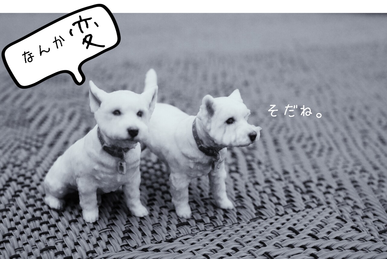 犬 3dコピー と コロナめ たかシェフのおうちごはん と 白い犬 と チワワ Powered By ライブドアブログ