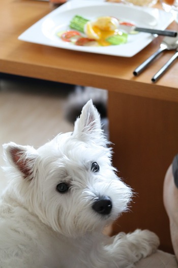 ウエスティ 犬 たかシェフ 朝ごはん