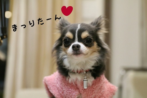 【犬】あはは