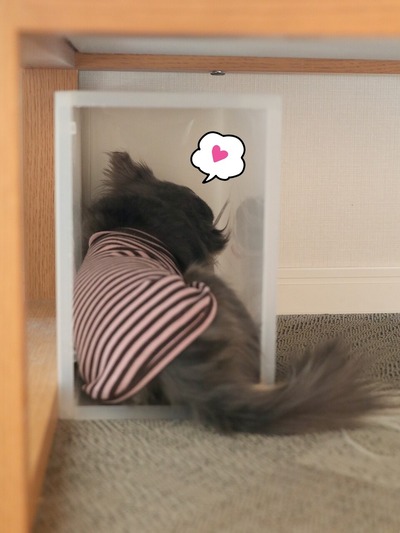 【犬】無印良品の収納ボックスをこよなく愛す犬(笑)