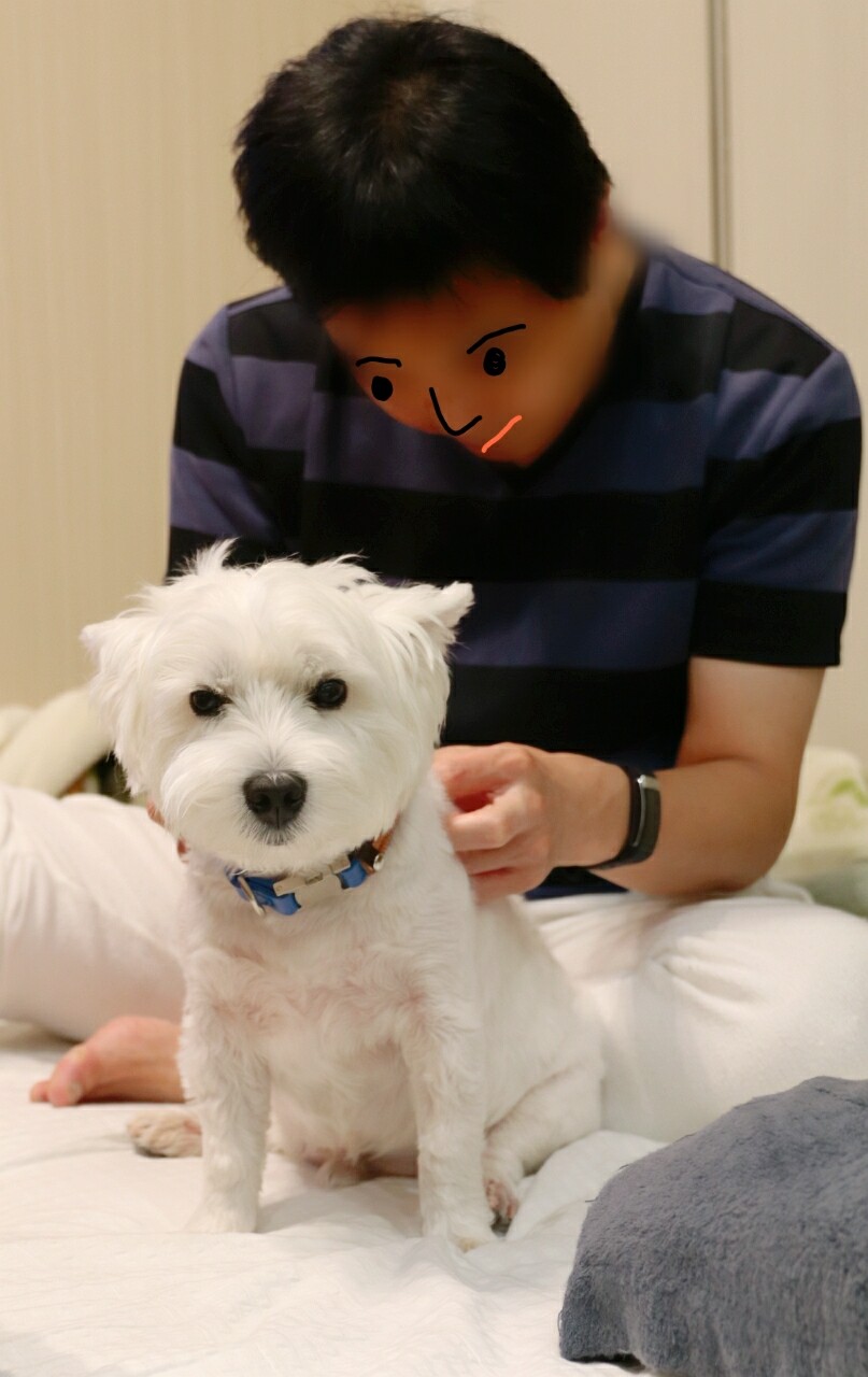犬と飼い主 毛づくろい たかシェフのおうちごはん と 白い犬 と チワワ Powered By ライブドアブログ