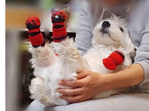 【ご質問のお返事】犬のケアの仕方。