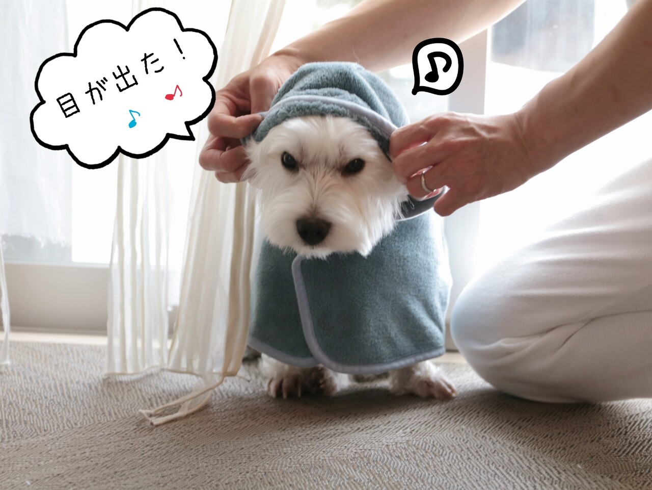 犬 かわいいんだって たかシェフのおうちごはん と 白い犬 と チワワ Powered By ライブドアブログ