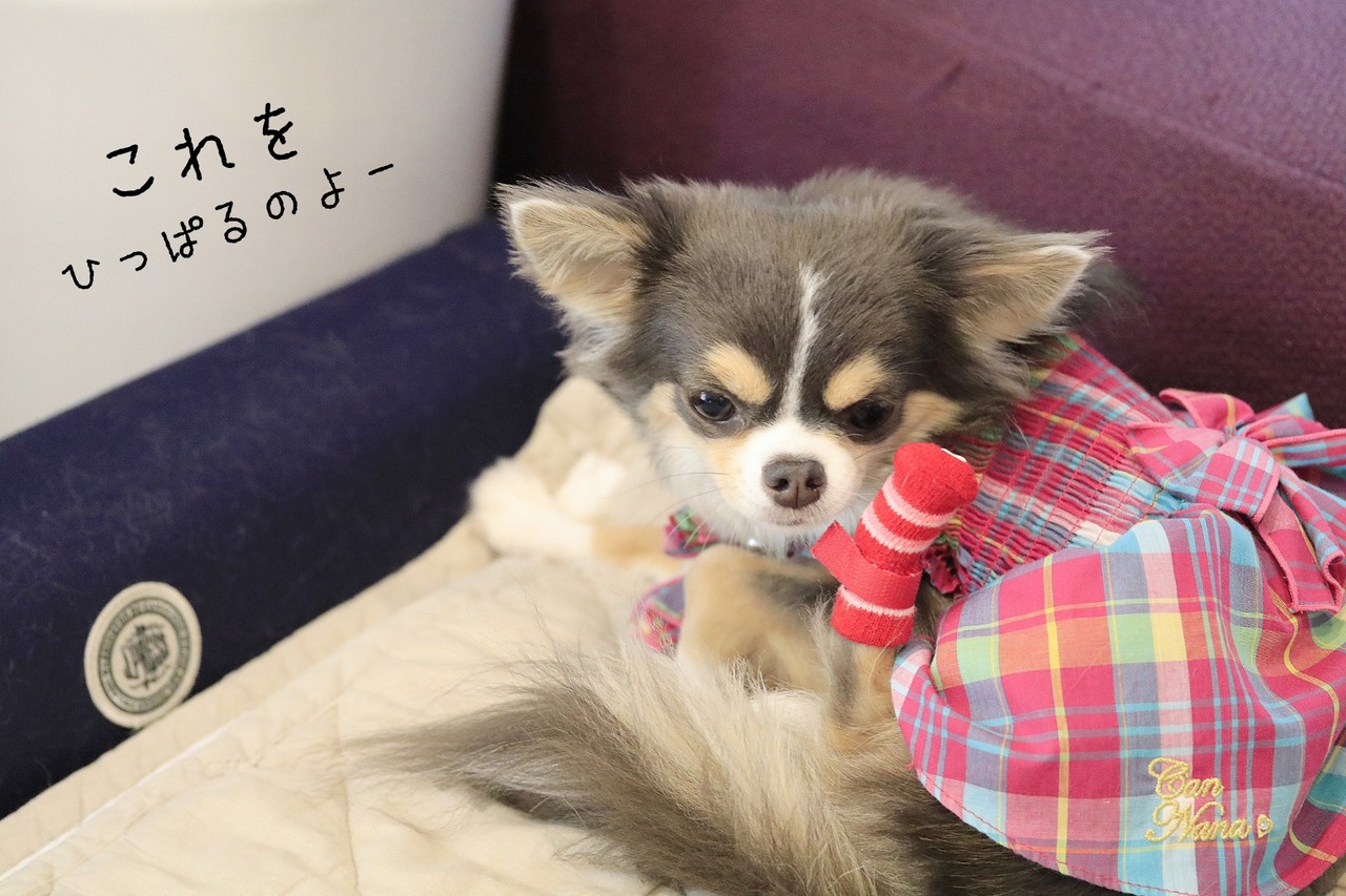 チワワ まりちゃん お前もか たかシェフのおうちごはん と 白い犬 と チワワ Powered By ライブドアブログ チワワ まりちゃん お前もか たかシェフのおうちごはん と 白い犬 と チワワ Powered By ライブドアブログ