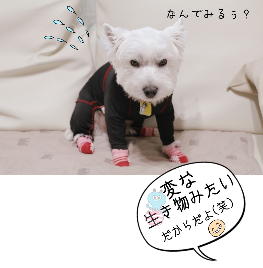 皮膚 プロトピックもらった と 皮膚保護服 たかシェフのおうちごはん と 白い犬 と チワワ Powered By ライブドアブログ 皮膚 プロトピックもらった と 皮膚保護服 たかシェフのおうちごはん と 白い犬 と チワワ Powered By ライブドアブログ