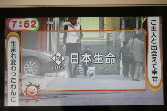 ご質問のお返事　~きょうのわんこ～