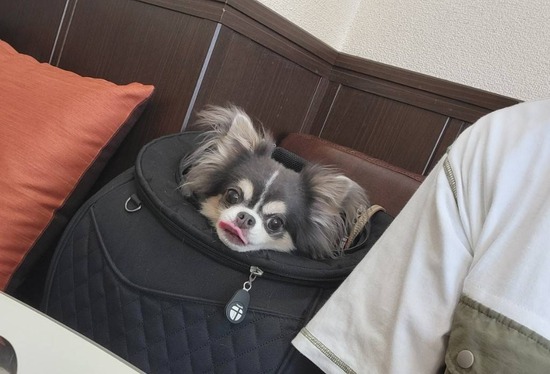 チワワの異変　お散歩で気がついたのだが〜