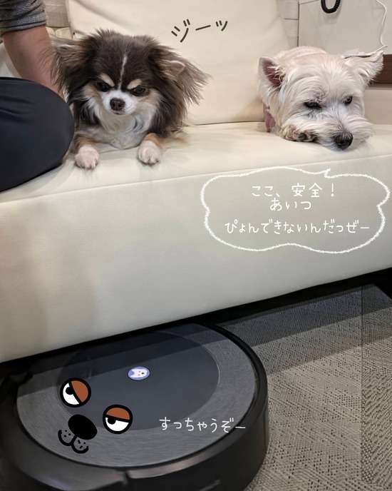 犬はルンバを怖がる？我が家のチワワは攻略法を見つけました。
