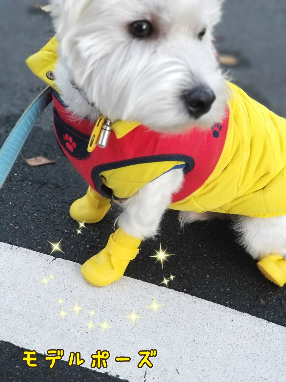 犬靴 長靴をはいた犬 たかシェフのおうちごはん と 白い犬 と チワワ Powered By ライブドアブログ 犬靴 長靴をはいた犬 たかシェフのおうちごはん と 白い犬 と チワワ Powered By ライブドアブログ
