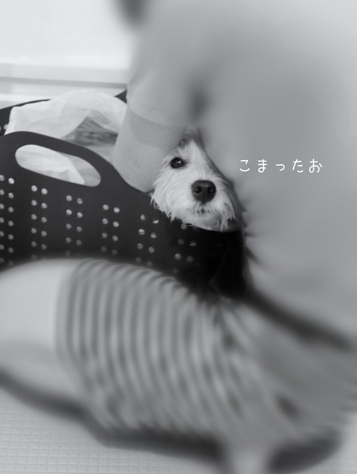 【皮膚】はじめての薬浴　失敗におわる・・・