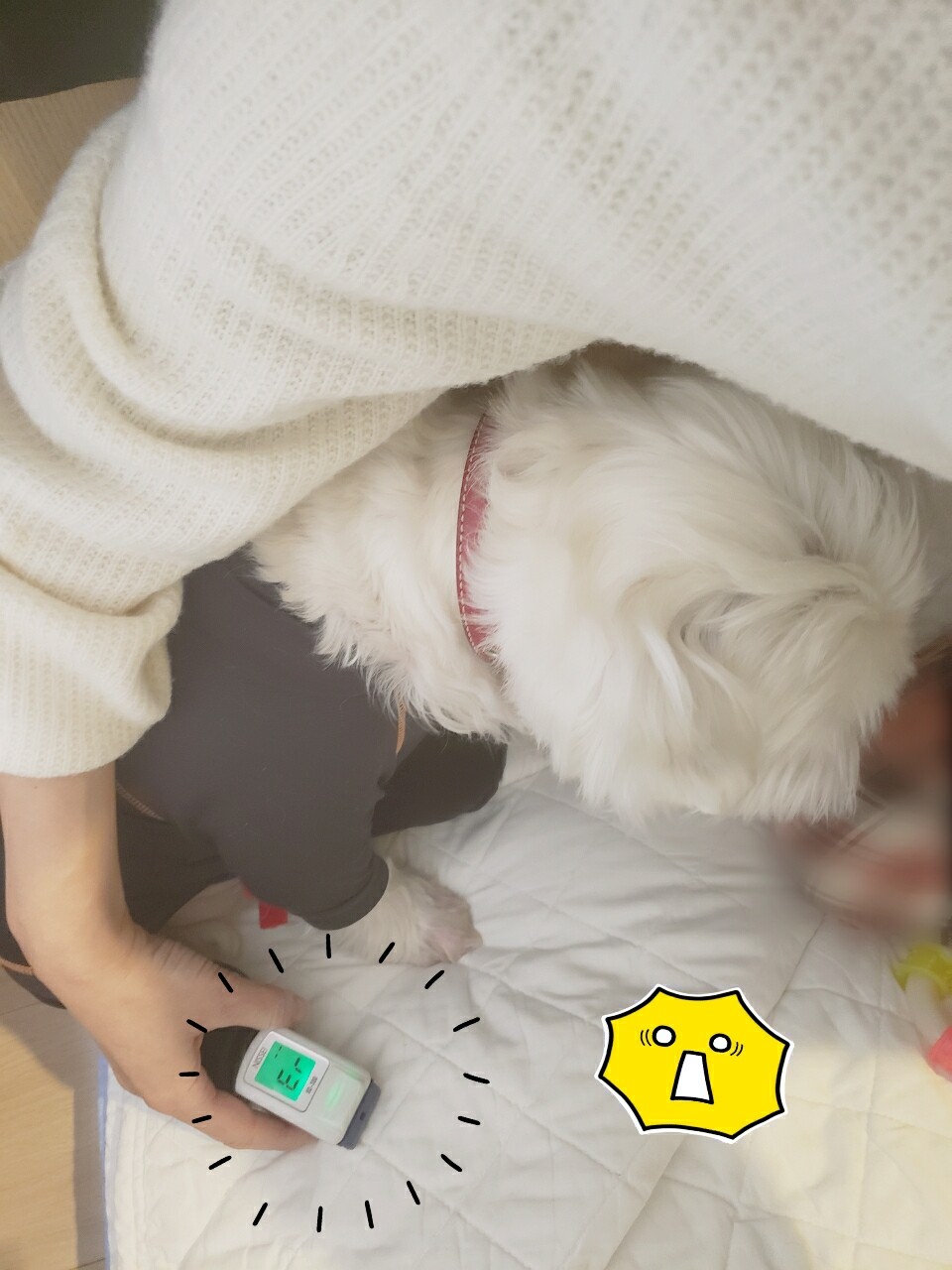 パルスオキシメーターは 犬で使えるのか たかシェフのおうちごはん と 白い犬 と チワワ Powered By ライブドアブログ パルスオキシメーターは 犬で使えるのか たかシェフのおうちごはん と 白い犬 と チワワ Powered By ライブドアブログ
