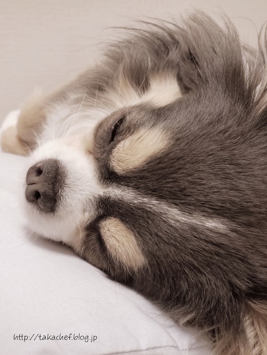 【チワワ】ちゃっかチーの枕 : たかシェフのおうちごはん。と、白い犬。と、チワワ。 Powered by ライブドアブログ
