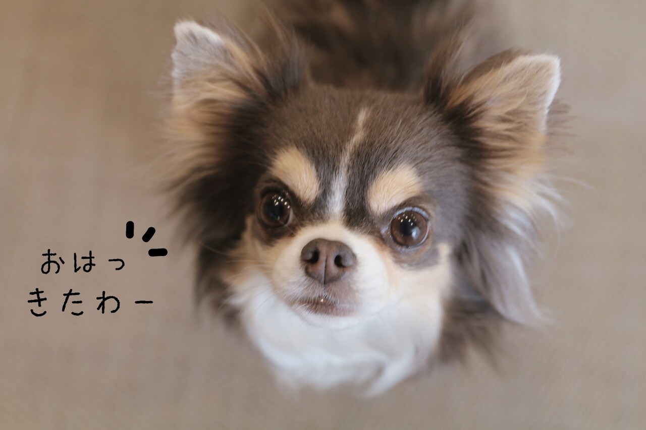 チワワ ただ小さいだけなのに たかシェフのおうちごはん と 白い犬 と チワワ Powered By ライブドアブログ チワワ ただ小さいだけなのに たかシェフのおうちごはん と 白い犬 と チワワ Powered By ライブドアブログ