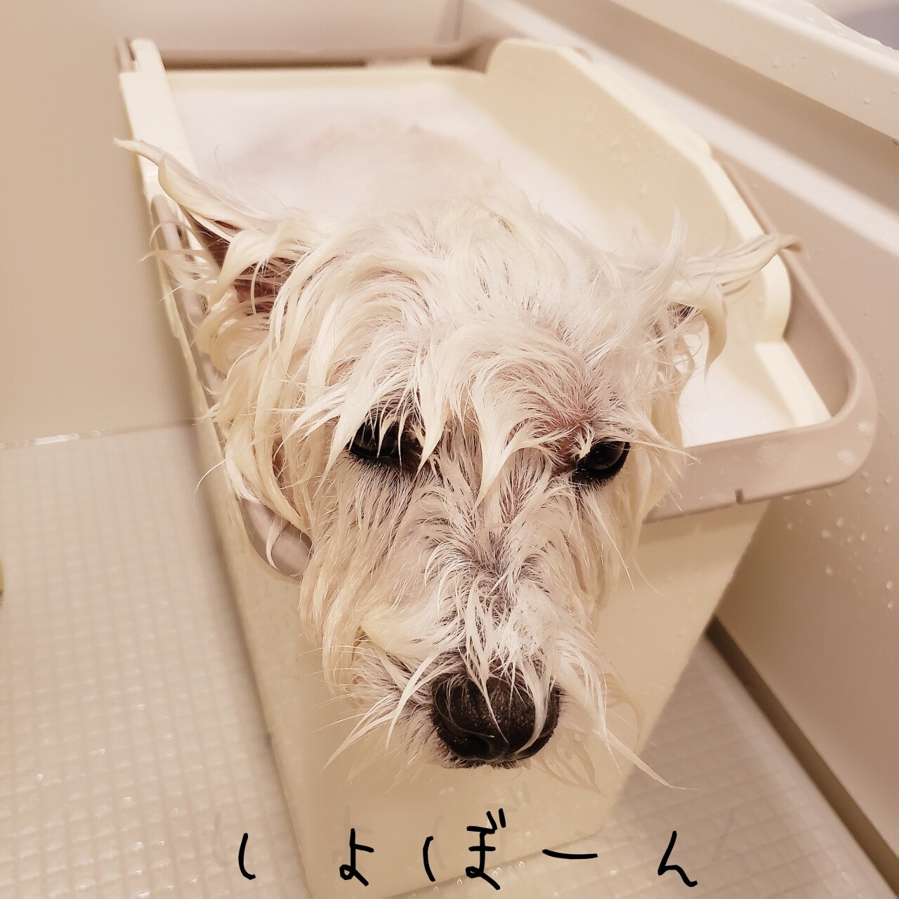 皮膚 お風呂と 今年の皮膚目標 たかシェフのおうちごはん と 白い犬 と チワワ Powered By ライブドアブログ 皮膚 お風呂と 今年の皮膚目標 たかシェフのおうちごはん と 白い犬 と チワワ Powered By ライブドアブログ
