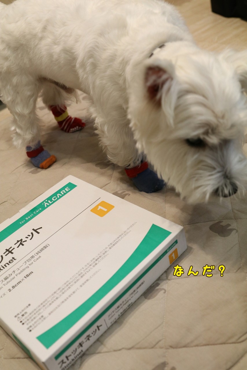 犬 靴下物語 たかシェフのおうちごはん と 白い犬 と チワワ Powered By ライブドアブログ 犬 靴下物語 たかシェフのおうちごはん と 白い犬 と チワワ Powered By ライブドアブログ