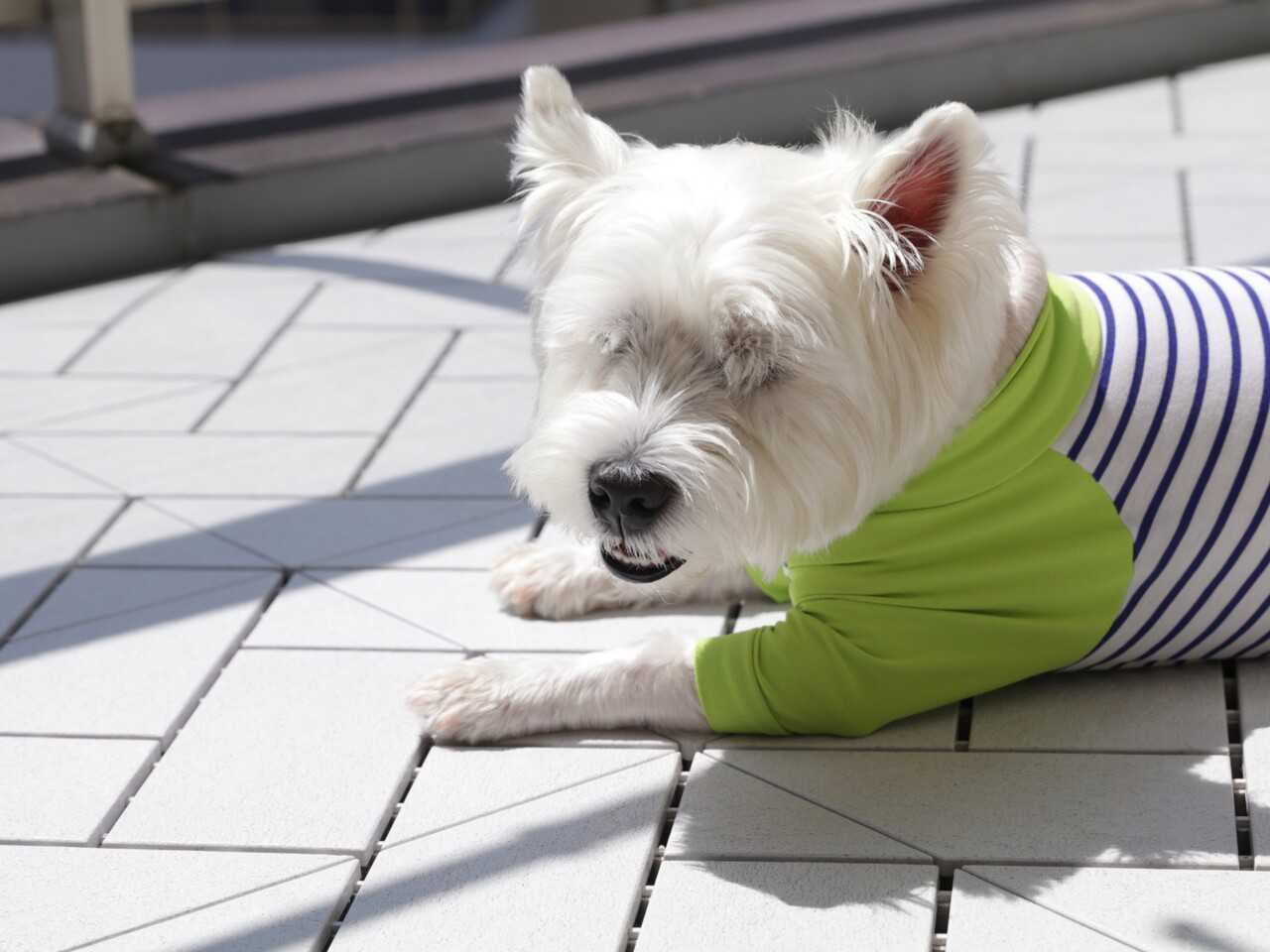 ゆきち ホイホイ 愛犬をベランダを快適にすごさせたい飼い主の挑戦 たかシェフのおうちごはん と 白い犬 と チワワ Powered By ライブドアブログ ゆきち ホイホイ 愛犬をベランダを快適にすごさせたい飼い主の挑戦 たかシェフのおうちごはん と 白い犬 と チワワ Powered By ライブドアブログ