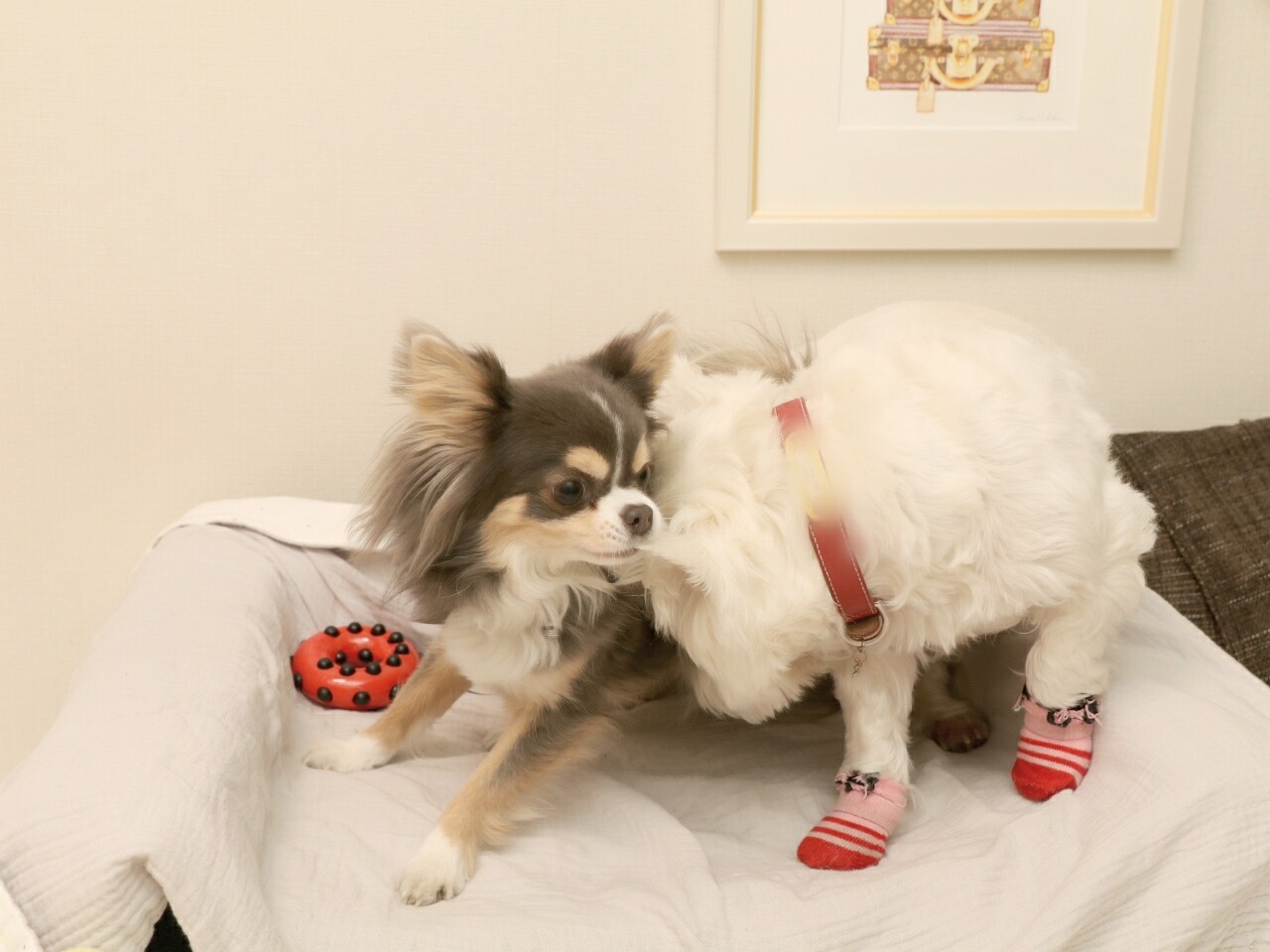 犬グッズ】ペット保険。値上がりしたなぁ～<(｀^´)> : たかシェフのおうちごはん。と、白い犬。と、チワワ。 Powered by ライブドアブログ