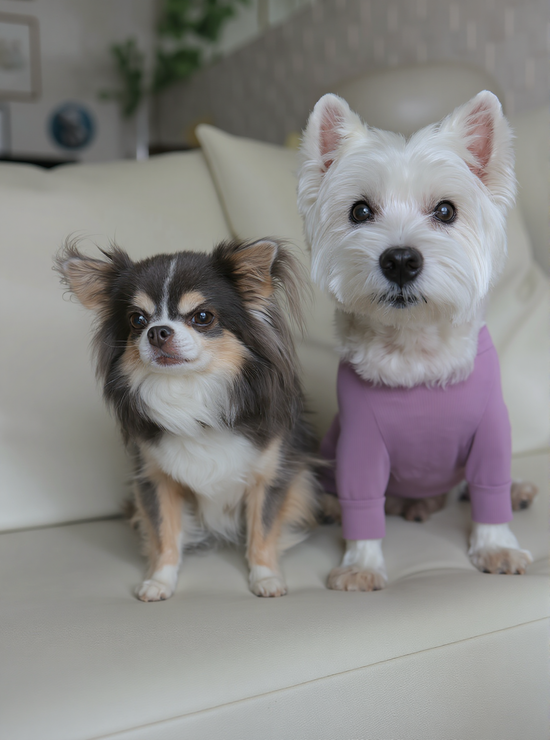 犬の脱走対策　『絶対に呼び戻せる』おやつの魔法(笑)と、我が家のルール