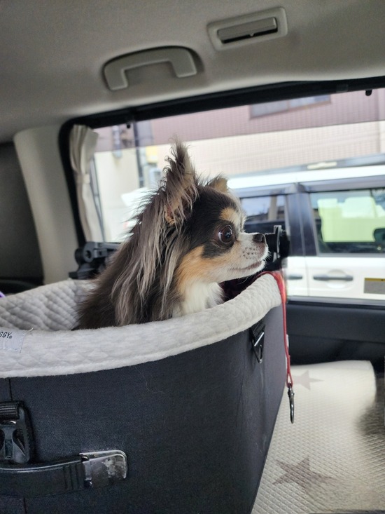 まりちゃんホイホイ