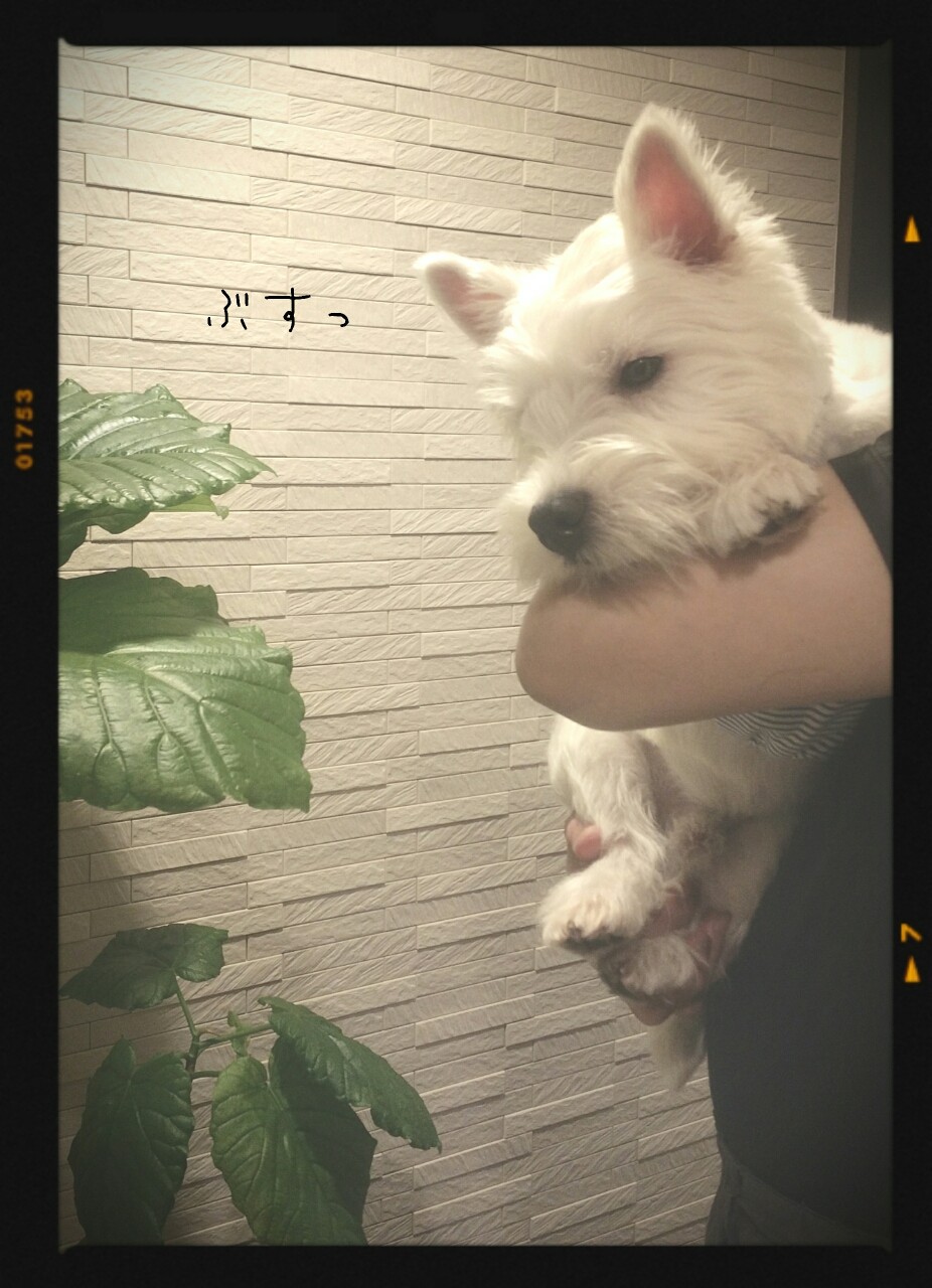 ふてくされる たかシェフのおうちごはん と 白い犬 と チワワ Powered By ライブドアブログ ふてくされる たかシェフのおうちごはん と 白い犬 と チワワ Powered By ライブドアブログ