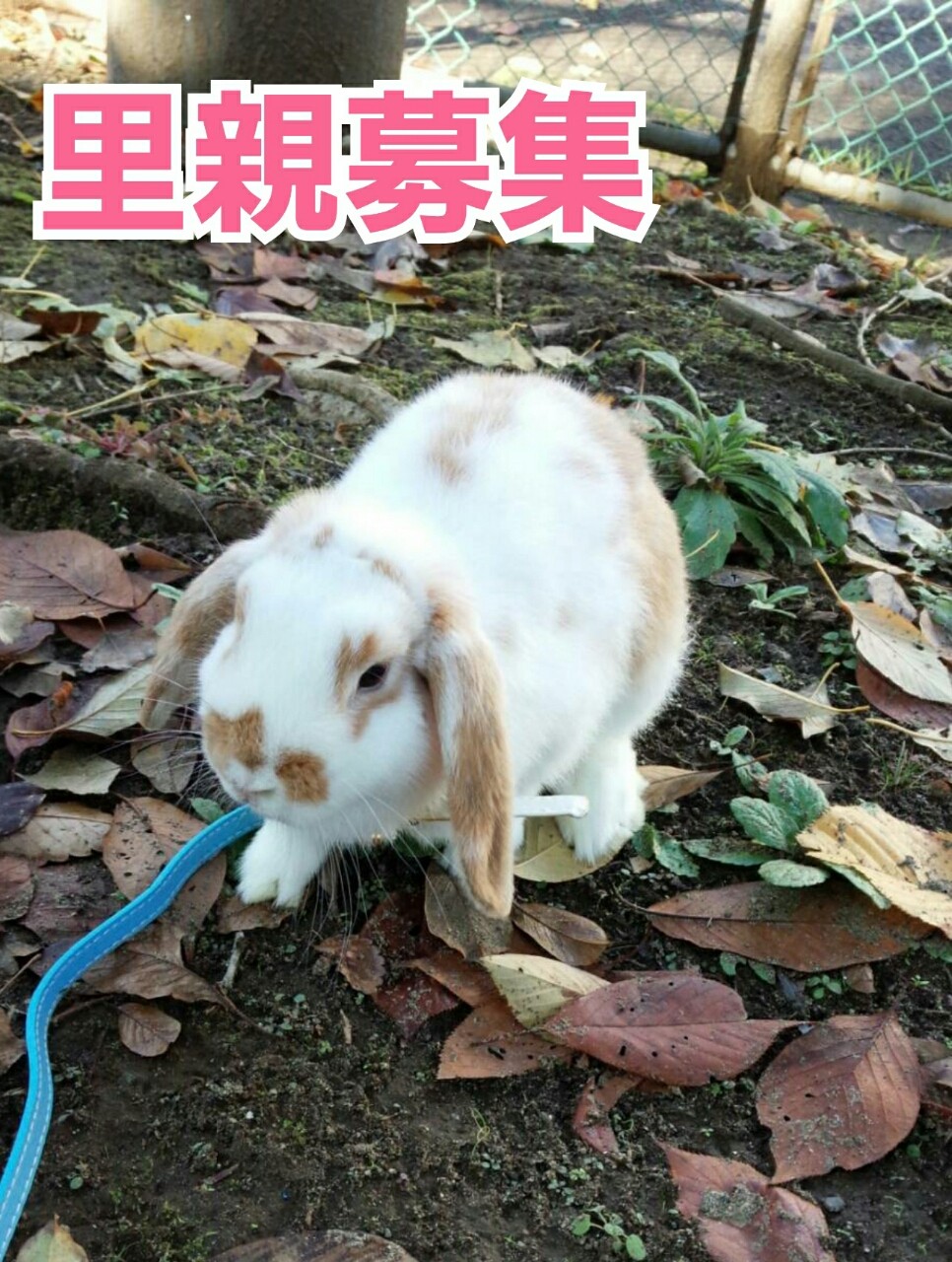 里親募集 ウサギちゃんのね たかシェフのおうちごはん と 白い犬 と チワワ Powered By ライブドアブログ