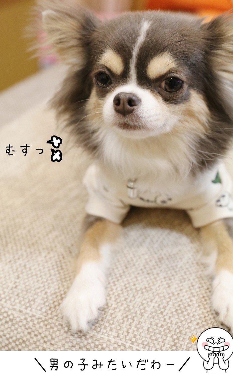 チワワ 新しいお洋服なのに たかシェフのおうちごはん と 白い犬 と チワワ Powered By ライブドアブログ チワワ 新しいお洋服なのに たかシェフのおうちごはん と 白い犬 と チワワ Powered By ライブドアブログ