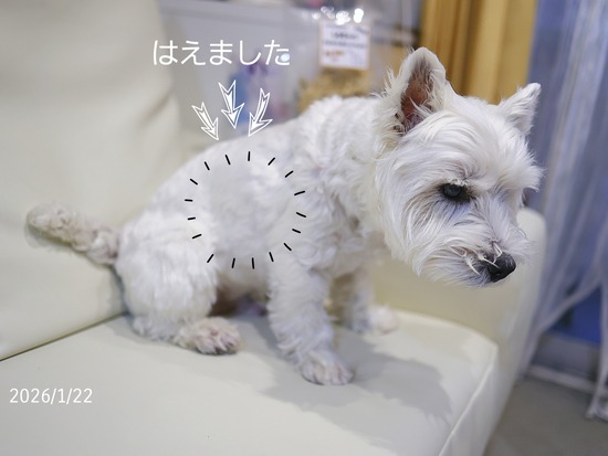 【アトピー】毛…はえておくれ