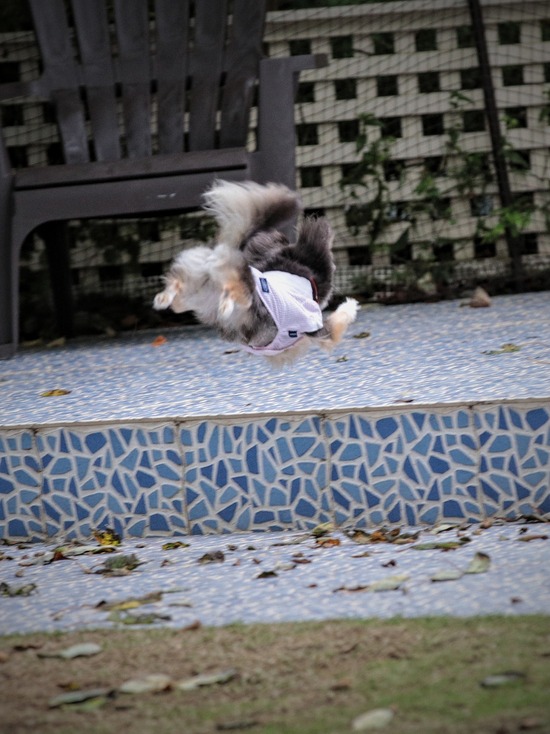 【チワワ】スーパーマンまりちゃん。