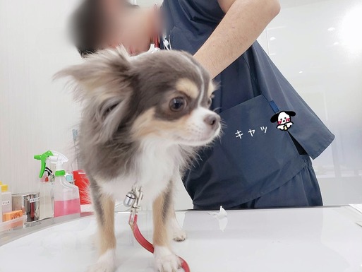 【チワワ】まりちゃん病院に行く。　