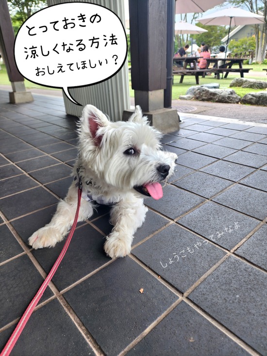 まだまだ、続く『ひんやり床愛好家』