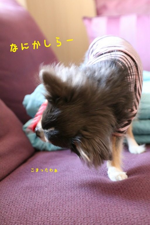 [画像:9bd91945-s.jpg]