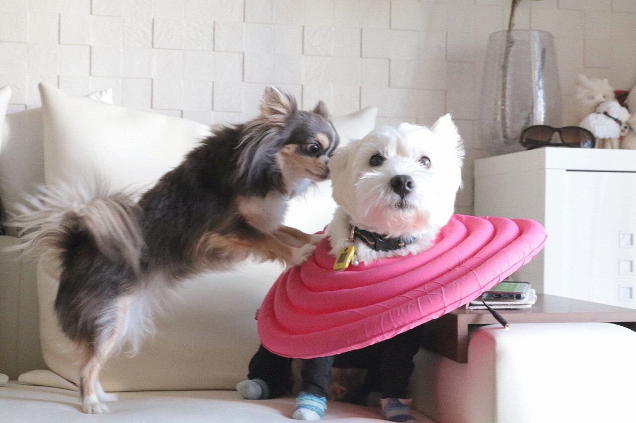 犬動画 カーテンにはさまっちゃった編 たかシェフのおうちごはん と 白い犬 と チワワ Powered By ライブドアブログ 犬動画 カーテンにはさまっちゃった編 たかシェフのおうちごはん と 白い犬 と チワワ Powered By ライブドアブログ