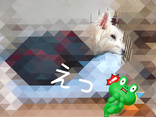 【ダニ退治】自分の体の大きさをわかってない犬。カドラーをかえてみた