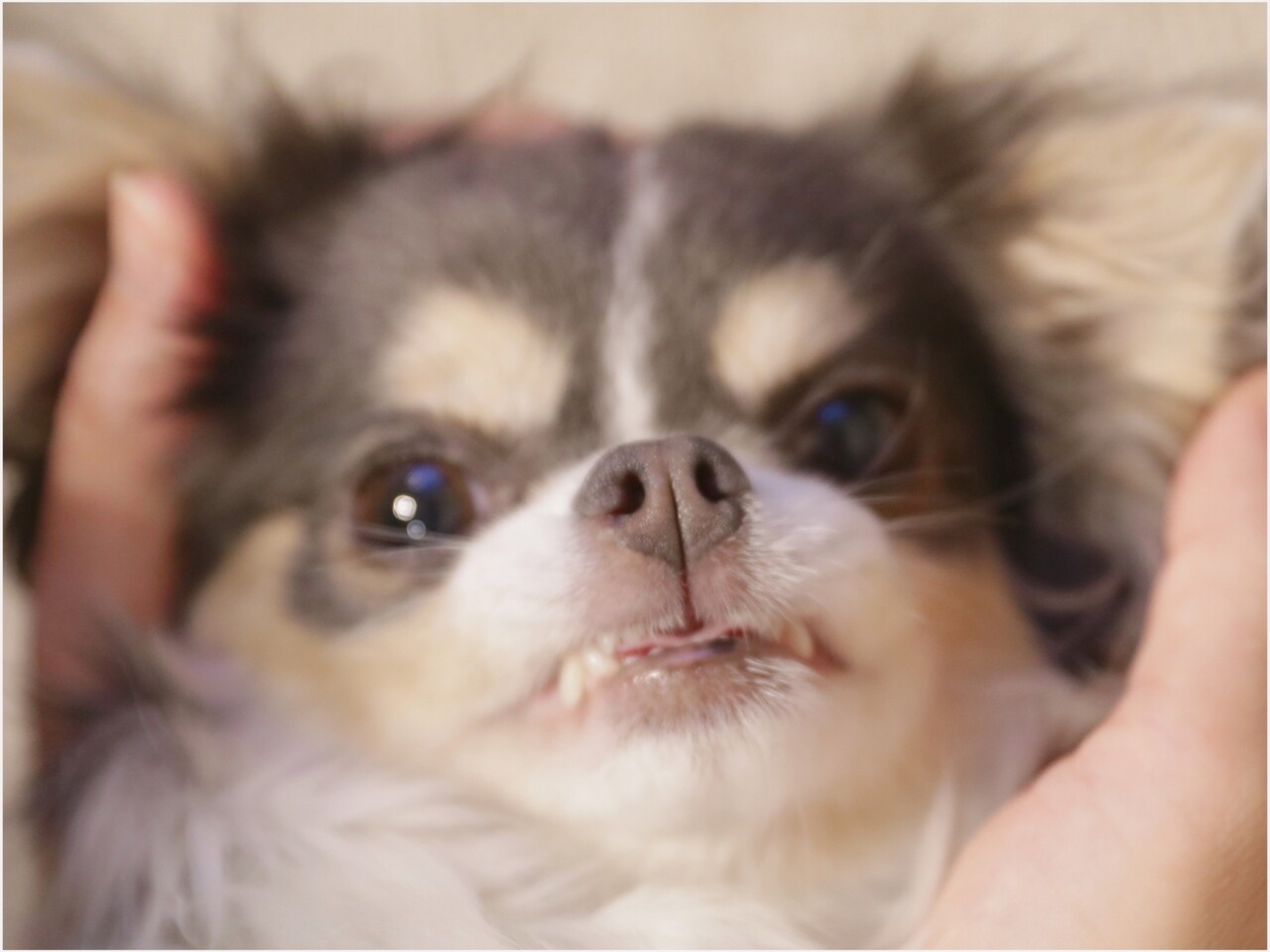 チワワ 人間も唇乾燥するとなるやつ あるある たかシェフのおうちごはん と 白い犬 と チワワ Powered By ライブドアブログ