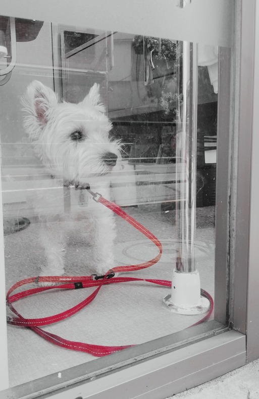 【ウエスティ】ぷいっ！