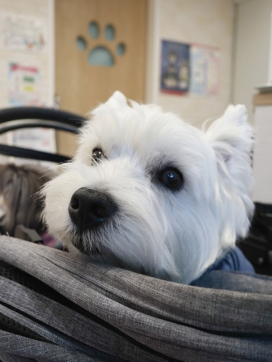 減感作　12回目