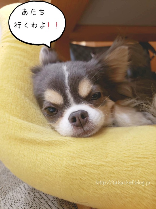 【チワワ】犬会へ、まりちゃんと行く妄想。と、思い出は美化される現象。