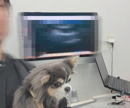 11歳越えでオールクリア！まりちゃん、4.5歳レベルの健やかチワワでした