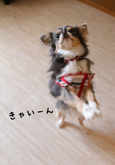 チワワ
