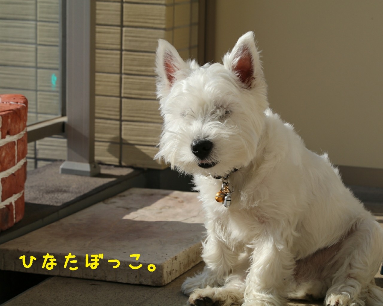 犬 何がちがうでしょ か たかシェフのおうちごはん と 白い犬 と チワワ