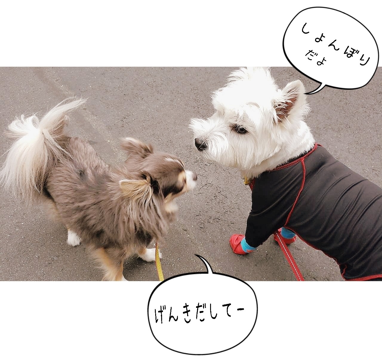日記 夫の悪趣味健在 たかシェフのおうちごはん と 白い犬 と