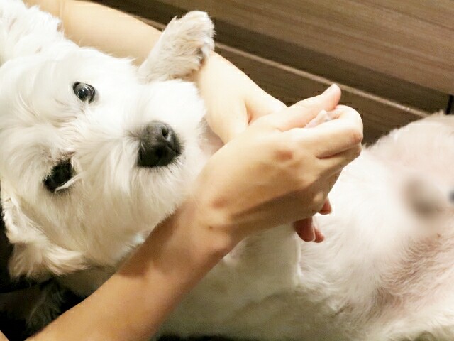 お風呂チャレンジ ６月２１日 たかシェフのおうちごはん と 白い犬 と チワワ Powered By ライブドアブログ