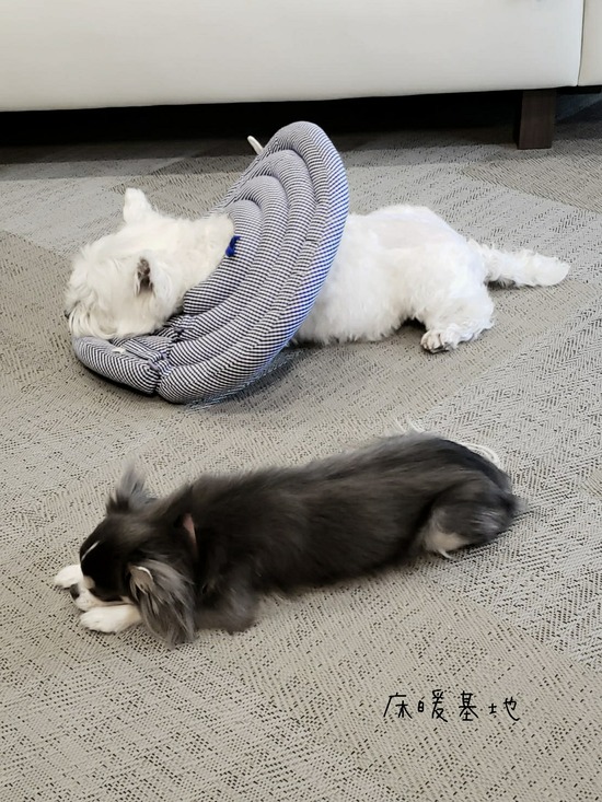 21年01月 たかシェフのおうちごはん と 白い犬 と チワワ Powered By ライブドアブログ