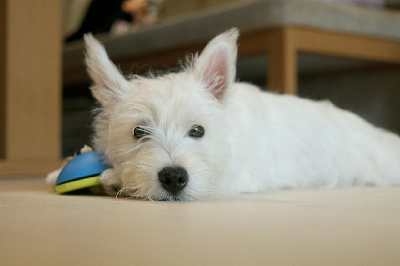 ブランカの日記 ぼくの通訳 たかシェフのおうちごはん と 白い犬 と チワワ Powered By ライブドアブログ ブランカの日記 ぼくの通訳 たかシェフのおうちごはん と 白い犬 と チワワ Powered By ライブドアブログ