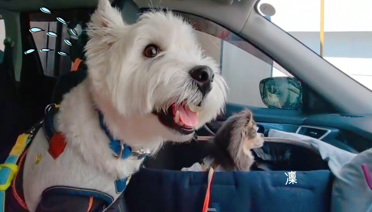 動画 ビビりな犬 洗車機編 たかシェフのおうちごはん と 白い犬 と チワワ Powered By ライブドアブログ
