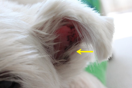 たかシェフのおうちごはん。　　　　　-ブランカ　ウエスティ　保護犬