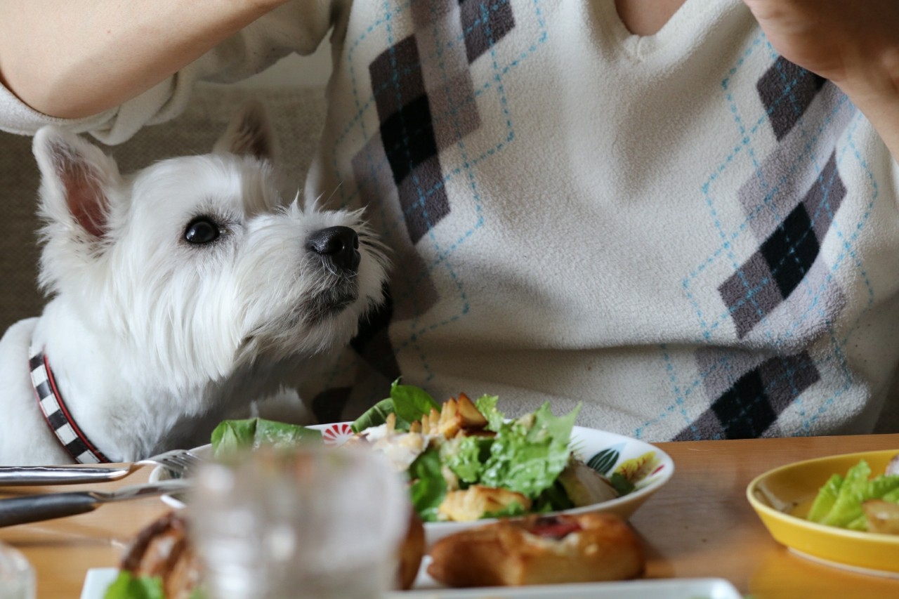 犬 朝の風景 たかシェフのおうちごはん と 白い犬 と チワワ Powered By ライブドアブログ
