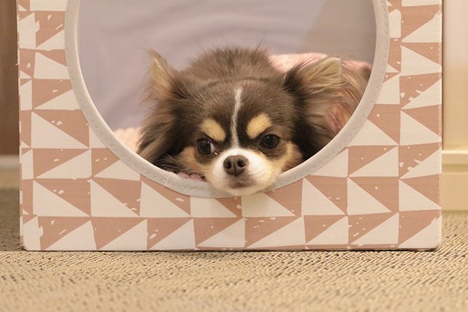 【チワワ】飼い主の期待をはずさないチワワ