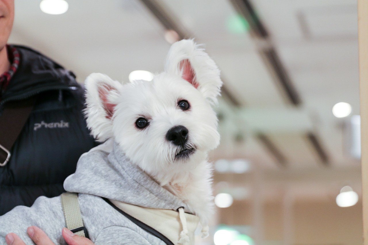 犬とおでかけ お台場 うしすけへ焼肉を食べに行く たかシェフのおうちごはん と 白い犬 と チワワ Powered By ライブドアブログ